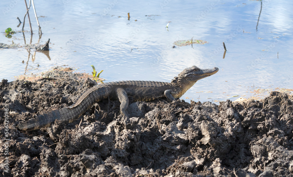 Fototapeta premium American alligator (Alligator missisipiens) on a blue water background 