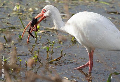 
American white ibis eating crawfish at Brazos band state park

