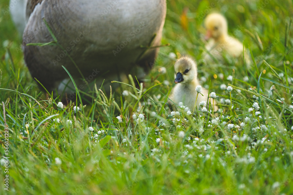 Obraz premium gosling goose or duck family in spring, small baby bird animal in wild nature, group of young cute yellow fluffy feather water bird using beak on green grass, mother using wing for a chick