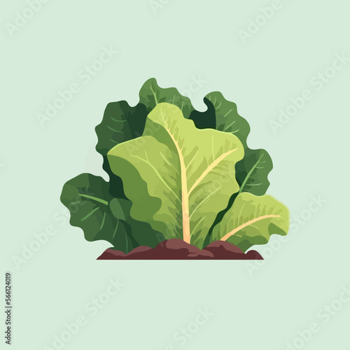 Green lettuce flat color illustration Fresh Organic vegetable for salad