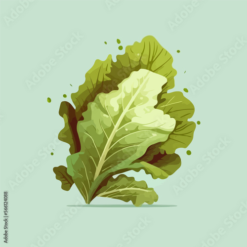 Green lettuce flat color illustration Fresh Organic vegetable for salad