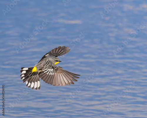 A Yellow-rumped Warbler hunts for insects from mid-air