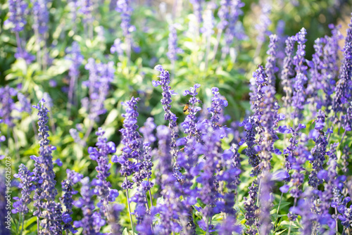 Purple flower fieldn in the morning