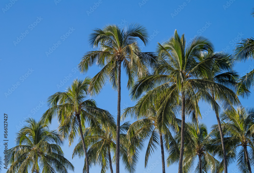 Coconut Palm Grove Against Blue Sky in Hawaii.
