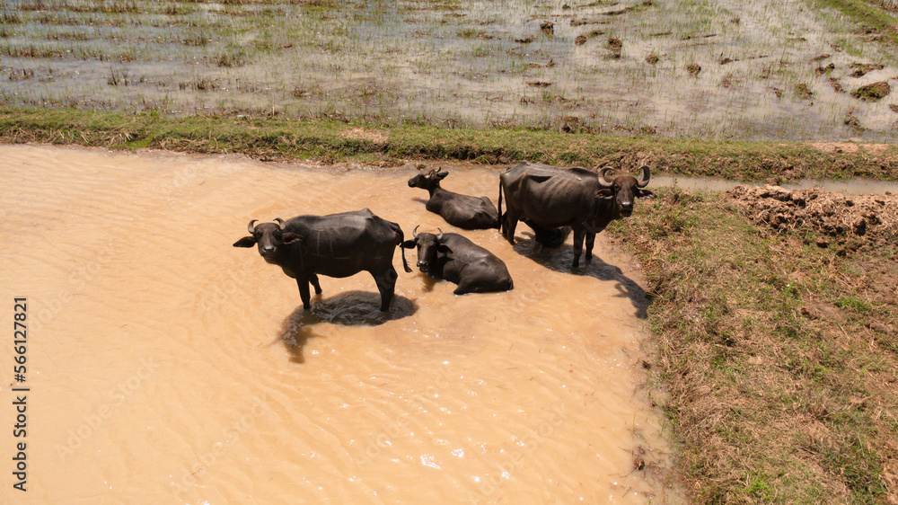 Aerial view of Buffaloes in the water among agricultural land and rice fields. Sri Lanka. Aerial view of Buffaloes in the water among agricultural land and rice fields. Sri Lanka.