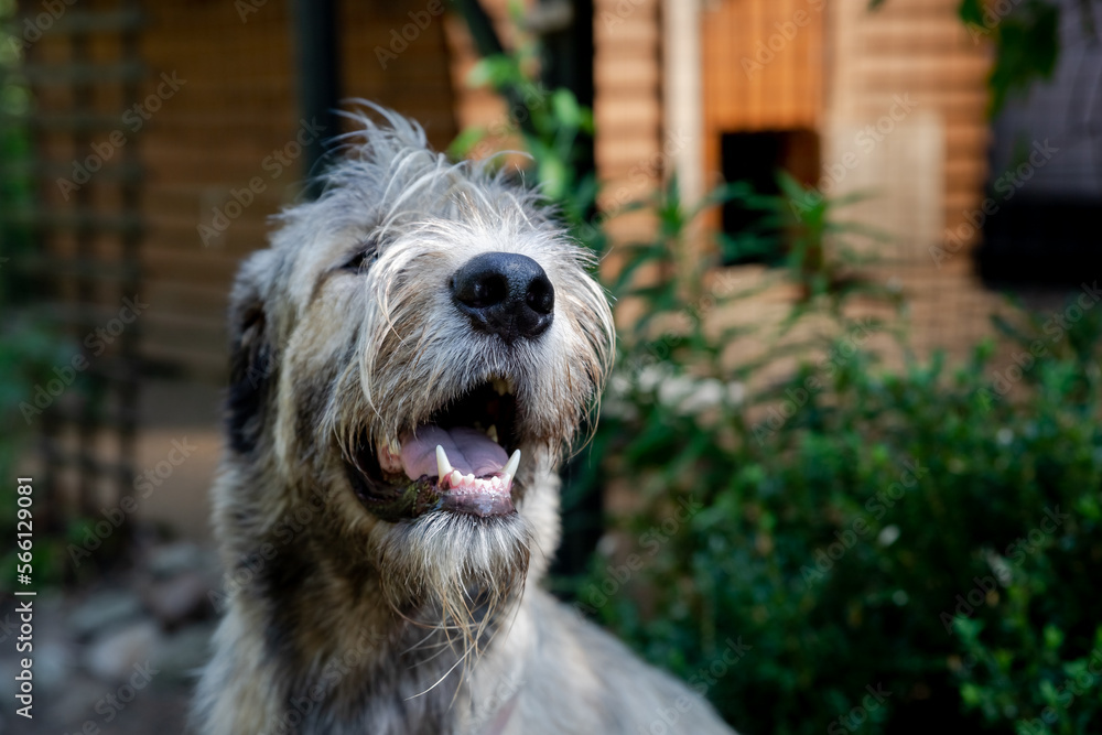 Portrait of an Irish wolfhound on a blurred green background. A large gray dog looks forward with interest. Selective focus image.dog outdoors on a sunny day.