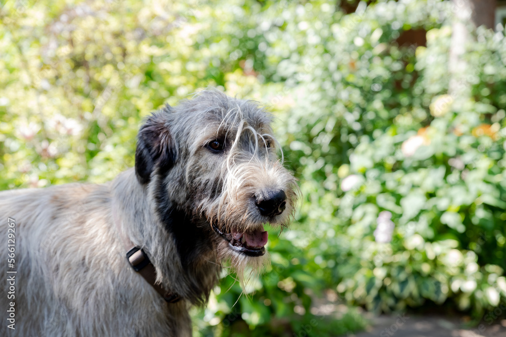 Portrait of an Irish wolfhound on a blurred green background. A large gray dog looks forward with interest. Selective focus image.dog outdoors on a sunny day.