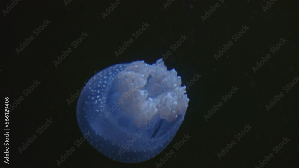 Small blue jellyfish floating on a black background Small blue jellyfish floating on a black background