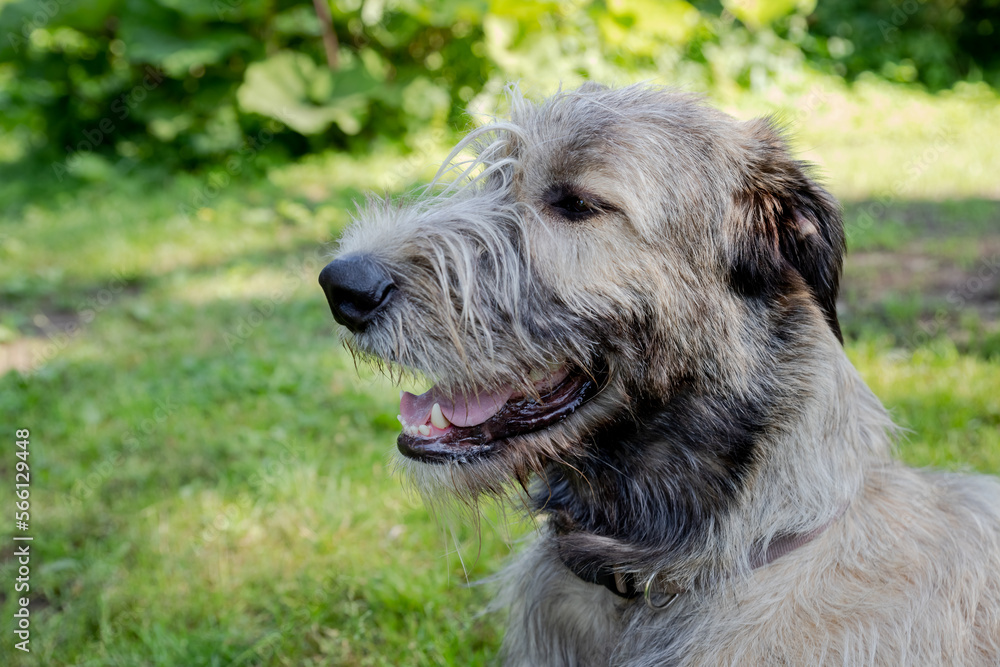 Portrait of an Irish wolfhound on a blurred green background. A large gray dog looks forward with interest. Selective focus image.dog outdoors on a sunny day.