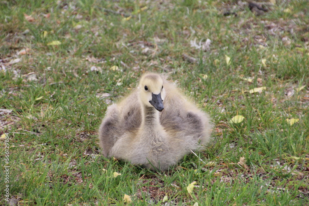 Gosling Resting, William Hawrelak Park, Edmonton, Alberta Gosling Resting, William Hawrelak Park, Edmonton, Alberta