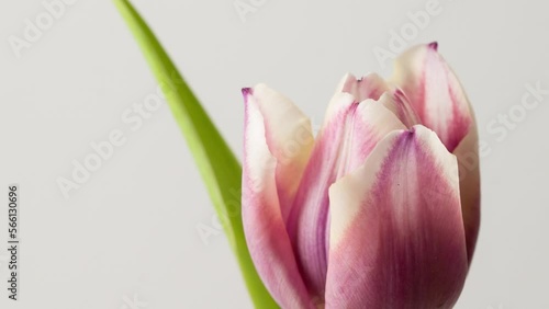 Timelapse of Pink Tulip flowers blossoming.