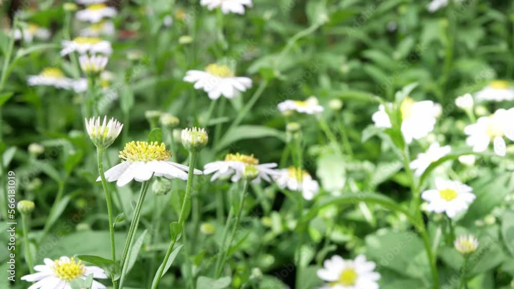Beautiful flower in garden field are blooming beautifully in the morning light. Natural summer Beautiful flower in garden field are blooming beautifully in the morning light. Natural summer