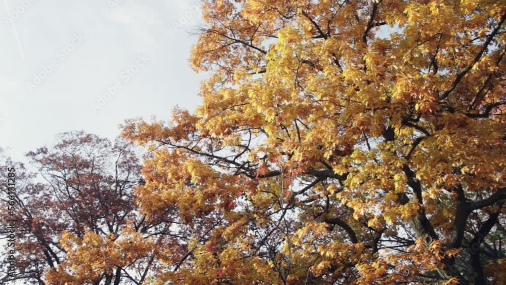 Close up shot of an oak tree. Orange trees in the autumn and fall swaying in the wind. Close up shot of an oak tree. Orange trees in the autumn and fall swaying in the wind.