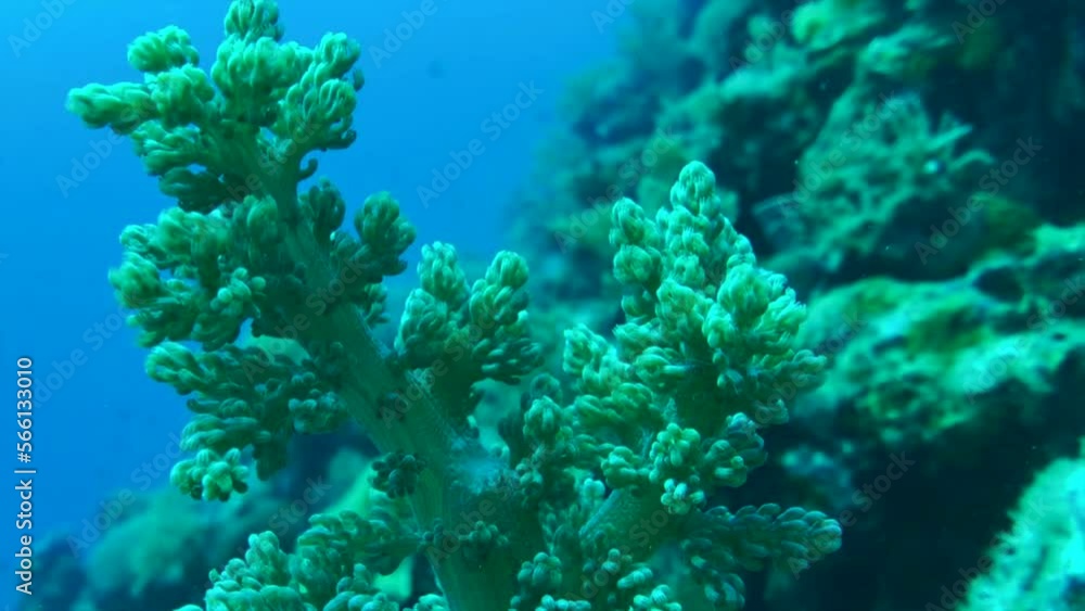 closeup of tree coral closeup of tree coral