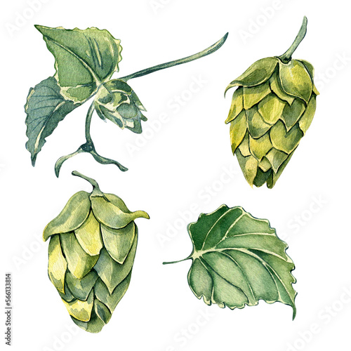 Set of hop cones and leaves watercolor illustration isolated on white background. Malt, humulus hand drawn. Design element for advertising beer festival, label, menu, packaging, St Patrick's day.