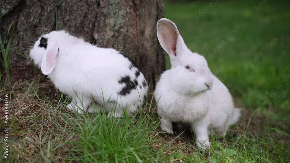 Two cute fluffy long-eared white rabbits are sitting near tree trunk, nibbling and eating green grass, handheld shot. Lop-eared rodent and domestic albino jump, walk freely on green lawn, close-up. Two cute fluffy long-eared white rabbits are sitting near tree trunk, nibbling and eating green grass, handheld shot. Lop-eared rodent and domestic albino jump, walk freely on green lawn, close-up.