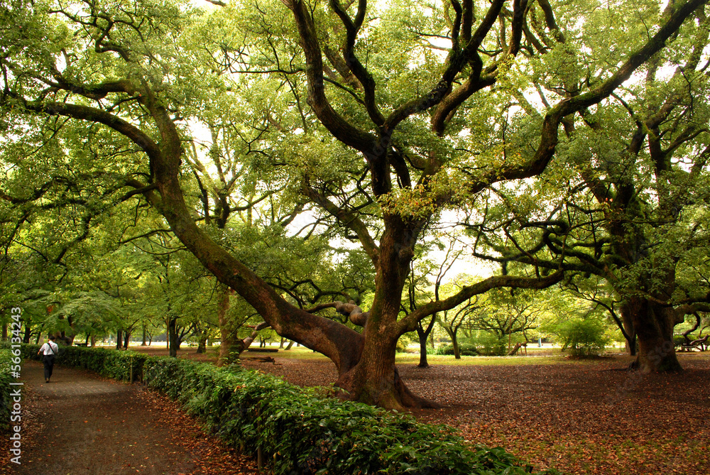 Amazing large trees and a walking path in the park in Japan Amazing large trees and a walking path in the park in Japan