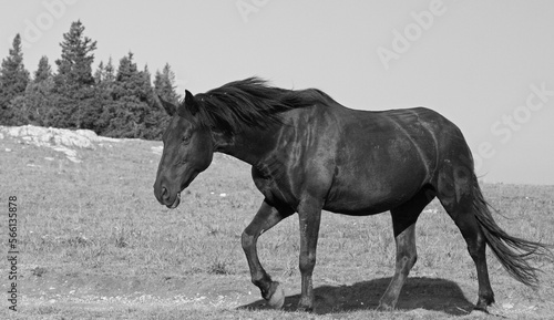 Black Stallion wild horse on mountain ridge on Pryor Mountain in Wyoming United States - black and white