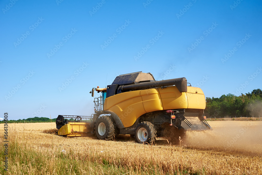 Obraz premium Combine harvester harvesting golden wheat field, harvester working in an agricultural field, harvest season