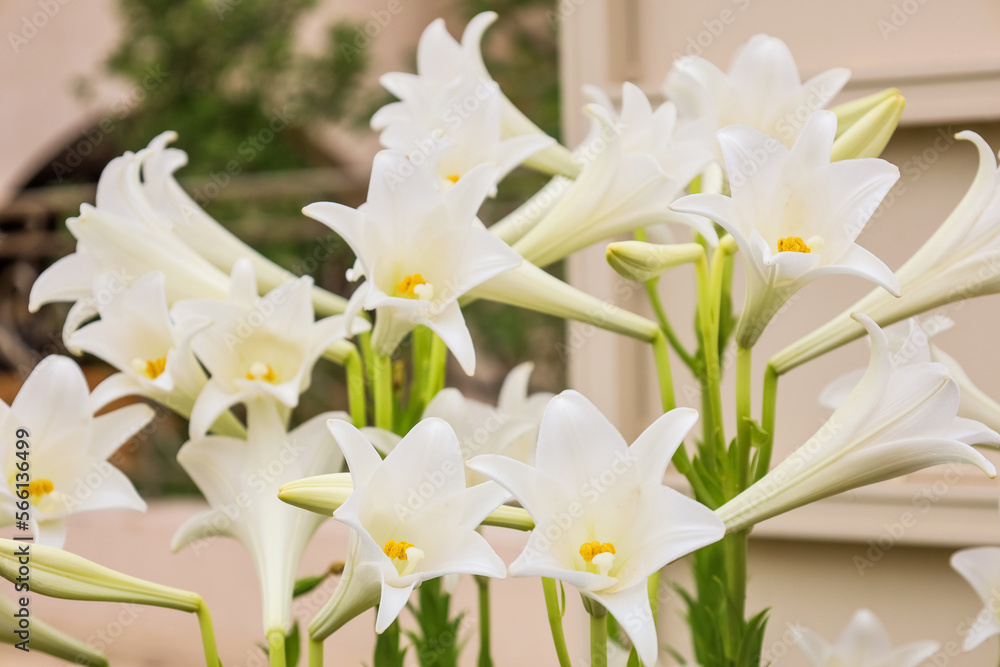 Fototapeta premium White easter lily flowers with yellow stamens, springtime bloom, purity and renewal, garden floral display