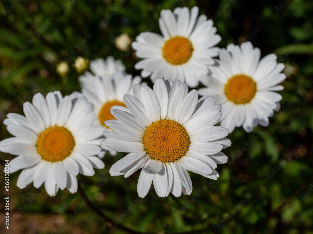 Fototapeta premium daisies in a city park