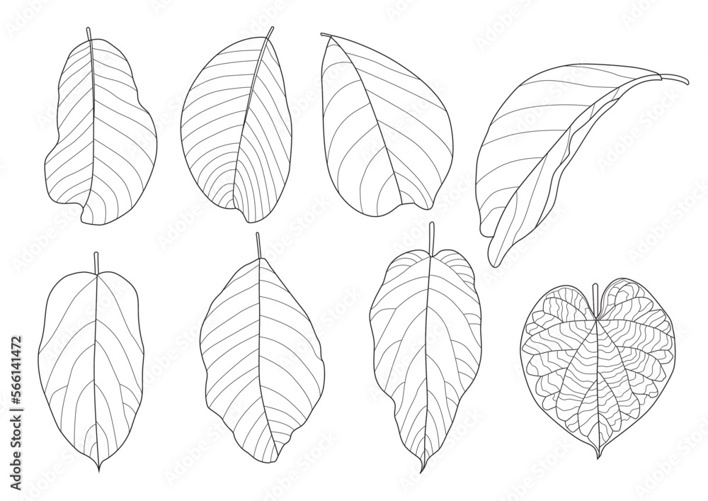 Leaves line single leaf and leaf pattern black bring to color decorate on white background illustration  vector
