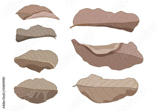 colour brown dry leaf paint on white background illustration vector
 photo