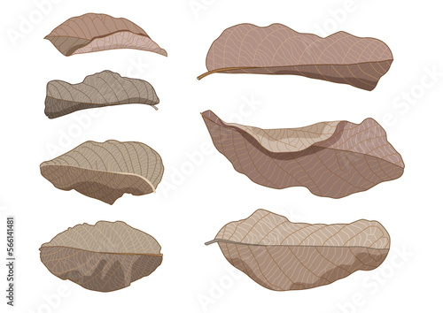 colour brown dry leaf paint on white background illustration vector
