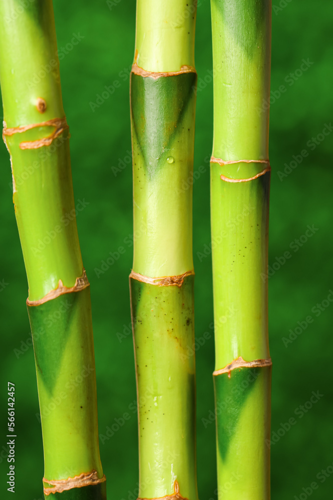 Bamboo stems on blurred background, closeup Bamboo stems on blurred background, closeup