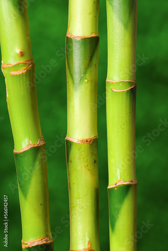 Bamboo stems on blurred background  closeup