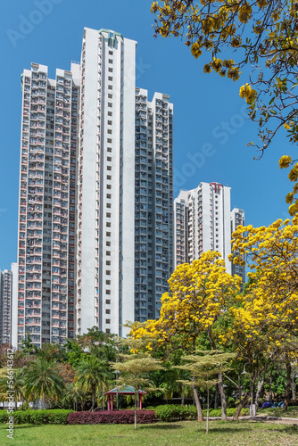 rosy trumpet tree  Tabebuia rosea  in public park in Hong Kong