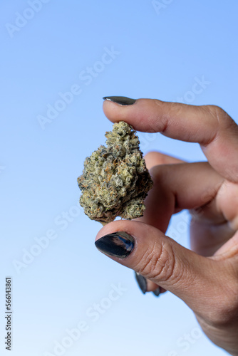 Female model holding a cannabis nug in the air