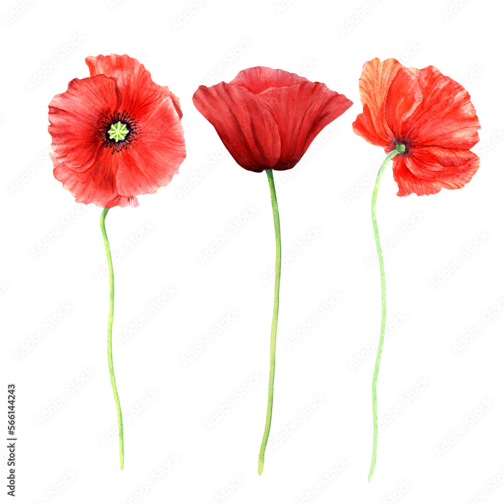 Obraz premium Poppy flowers watercolor illustration isolated on white background