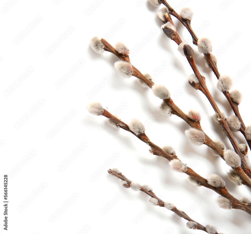 Pussy willow branches isolated on white background Pussy willow branches isolated on white background