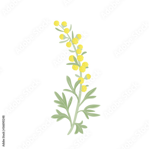 Fotomural Wormwood plant with yellow flowers isolated on white background