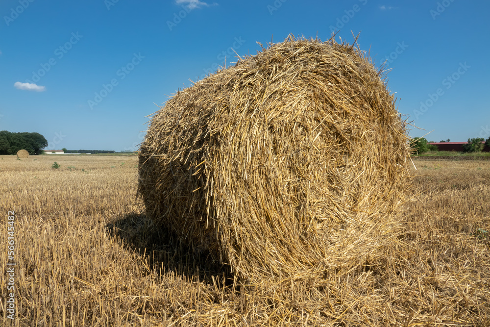 Round bales of straw on harvested field