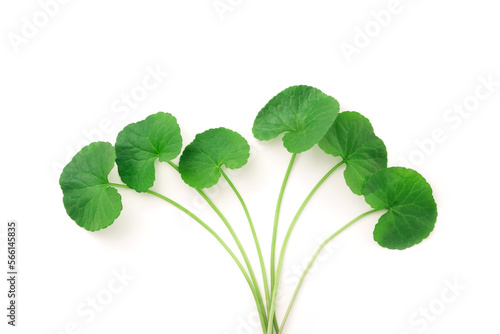 gotu kola (centella asiatica) green leaf isolated on white background , top view , flat lay.