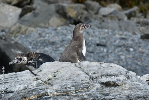 Reserva Nacional Pinguino de Humboldt