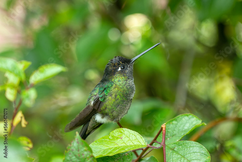 Beautiful small bird, Violet-headed hummingbird (Klais guimeti) at San Gerardo de Dota, Wildlife and birdwatching in Costa Rica.