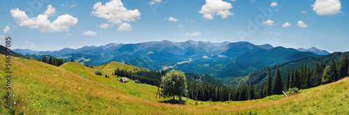 Summer mountain panorama  Carpathian  Ukraine   with flowering grassland in front