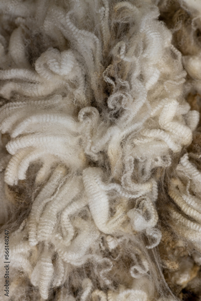 Top quality merino wool