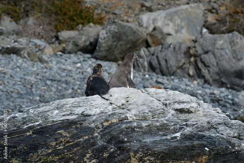 Reserva Nacional Pinguino de Humboldt © Andreas