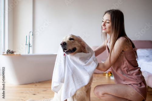 young girl in the bathroom wipes her dog with a towel, woman dries a golden retriever after bathing