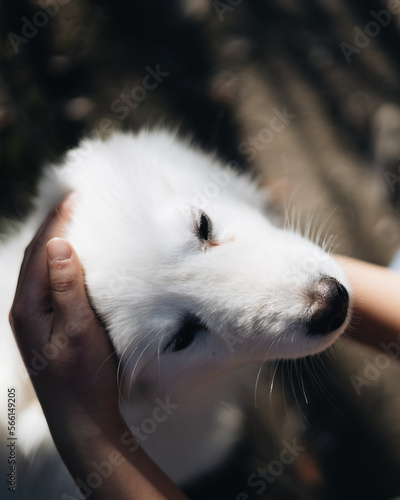 Petting dog