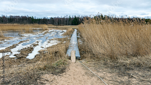 view of wide expanses of reed fields by the sea, seaside reed meadows photo