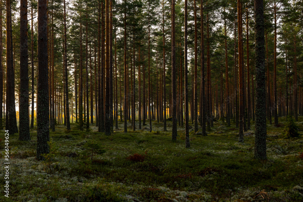 Pine tree forest. Calmness relaxation. Forest therapy and stress relief. Pine tree forest. Calmness relaxation. Forest therapy and stress relief.