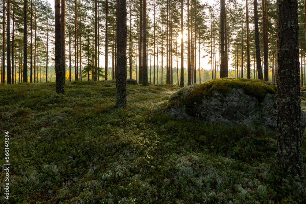 Fototapeta premium Pine tree forest. Calmness relaxation. Forest therapy and stress relief.