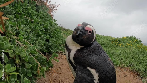 African Penguin looks at the camera, South Africa, 2022 
stony point Nature reserve, Hermanus, South Africa, 2022
