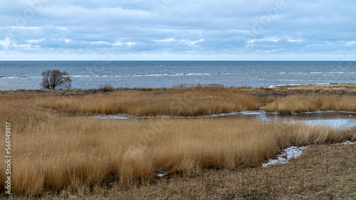 view of wide expanses of reed fields by the sea  seaside reed meadows