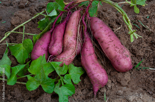 Harvesting organic sweet potatoes in summer.